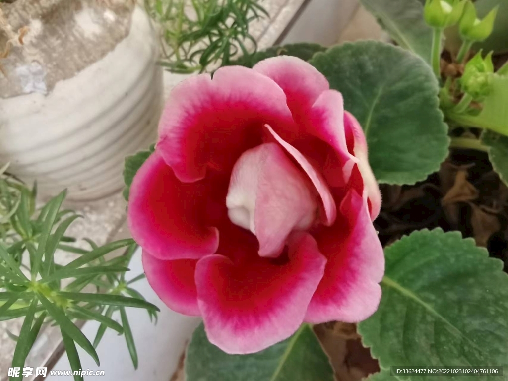 芙蓉花