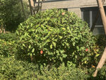 植物