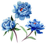 手绘花卉