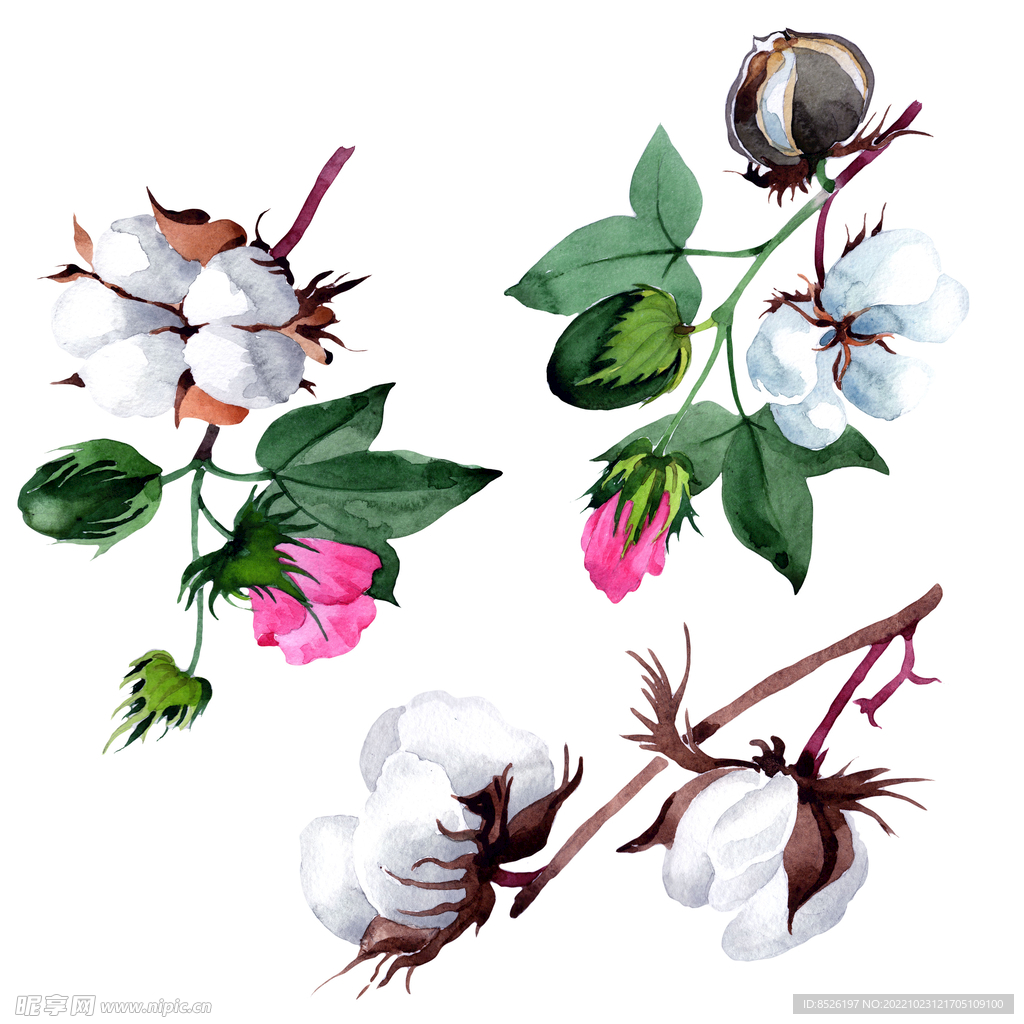 手绘花卉