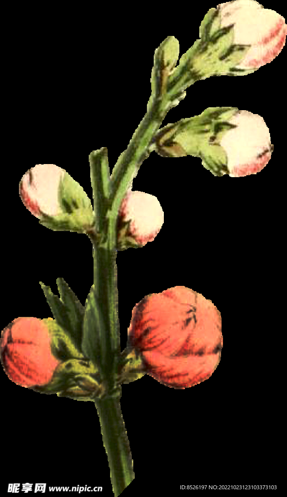 手绘花卉