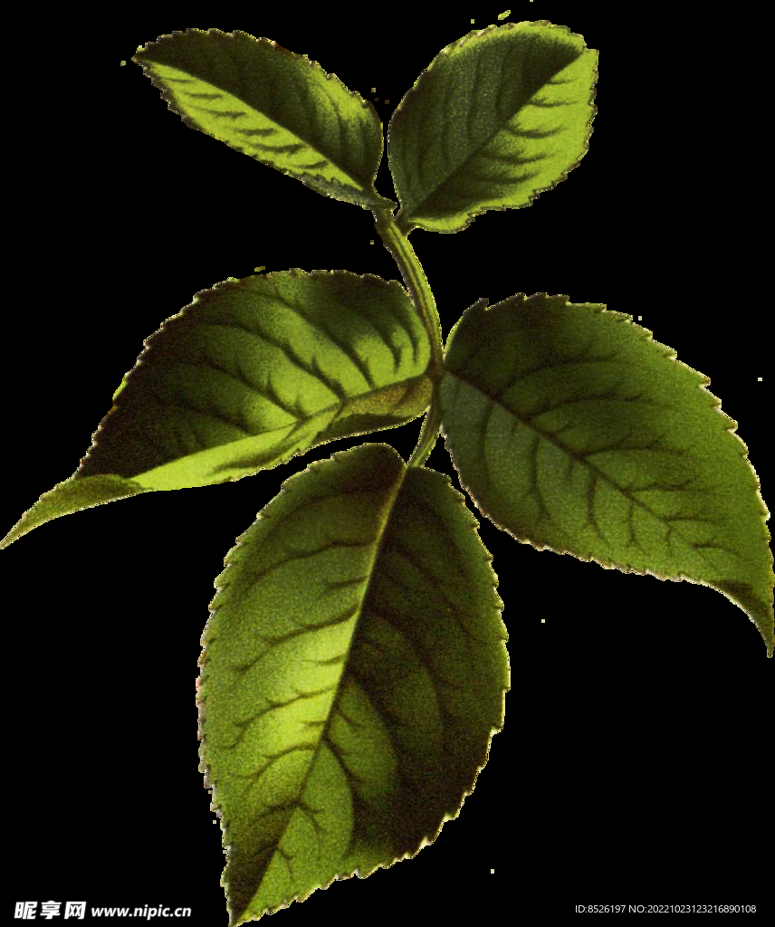 手绘花卉