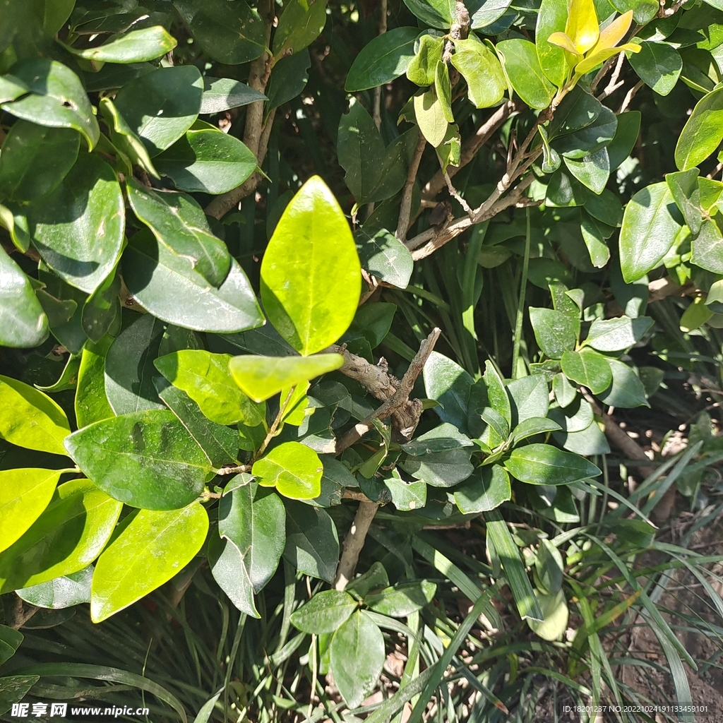 绿植