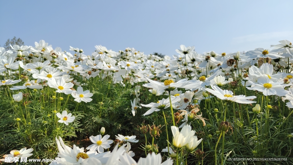 格桑花