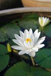 白色荷花
