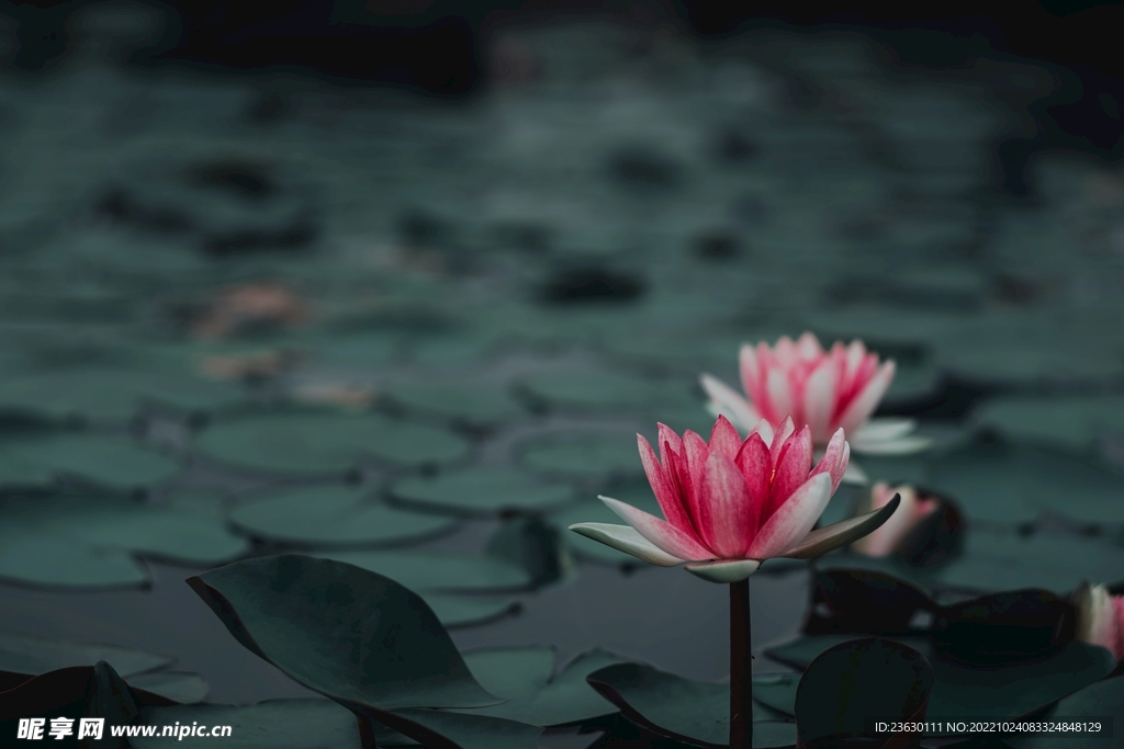 荷花
