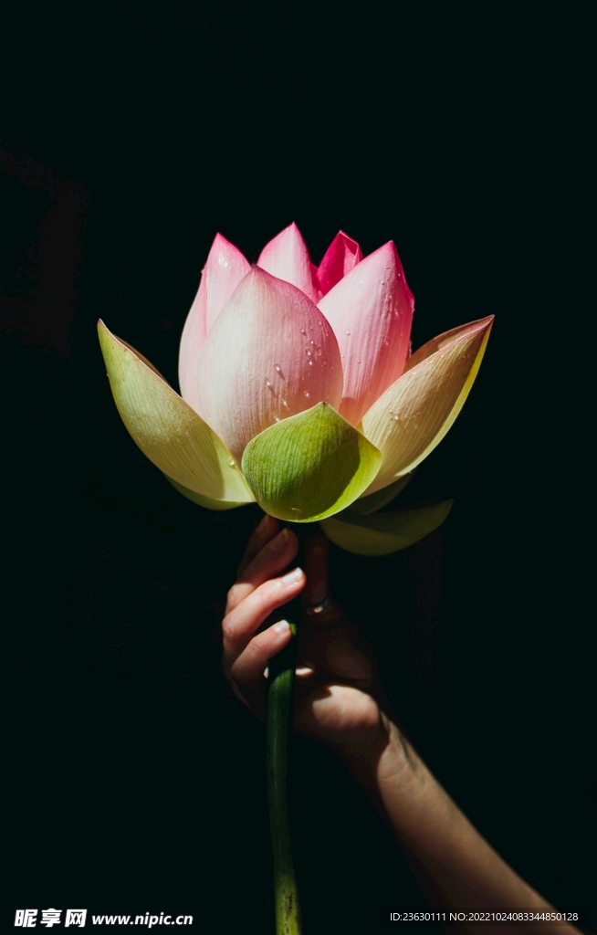 手托荷花