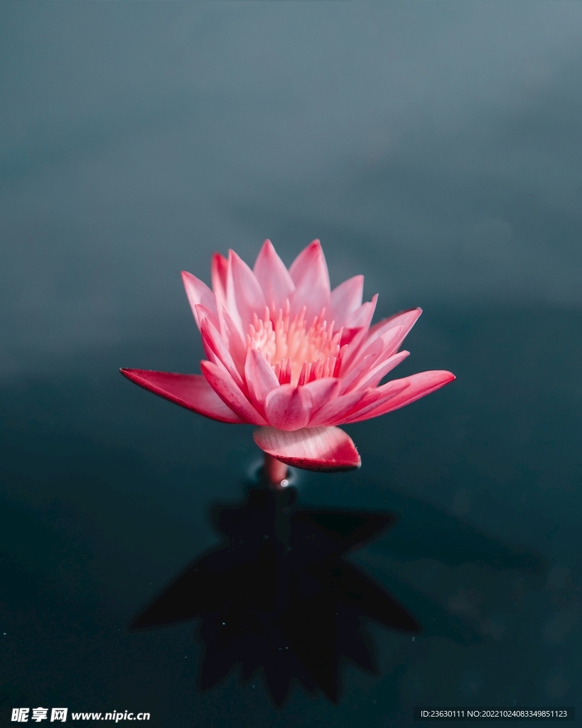 出水芙蓉