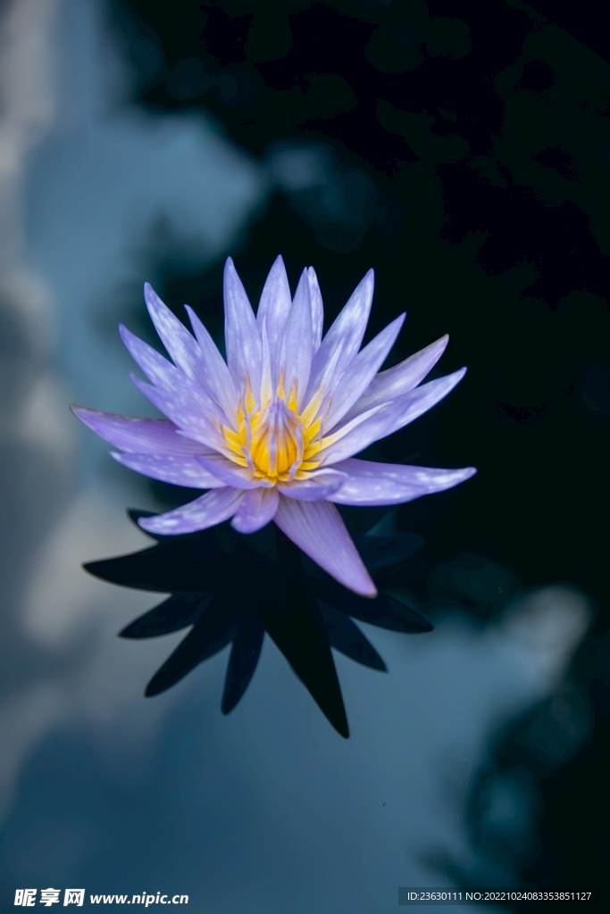 紫色荷花