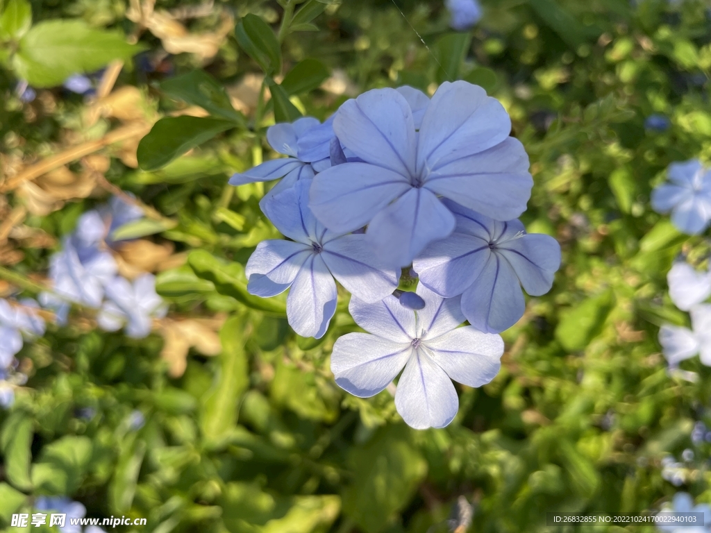 春天的花朵