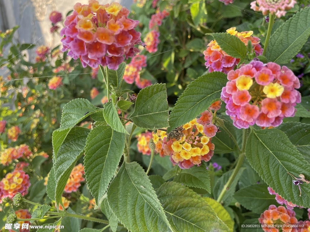 春天的花花