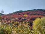 满山红色枫叶