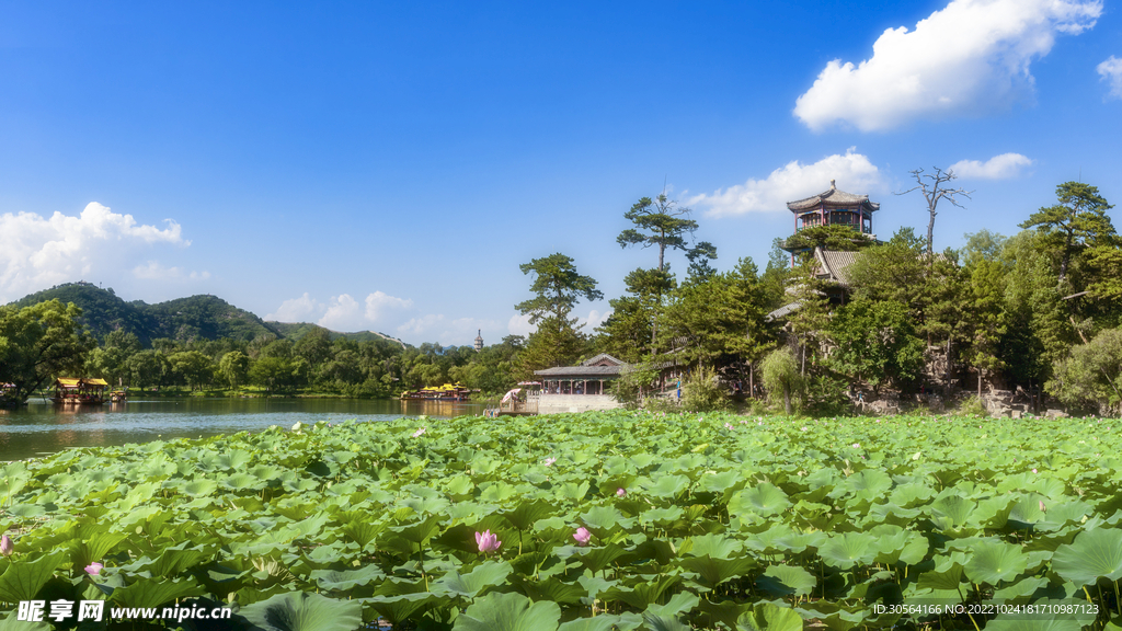 夏季池塘荷叶
