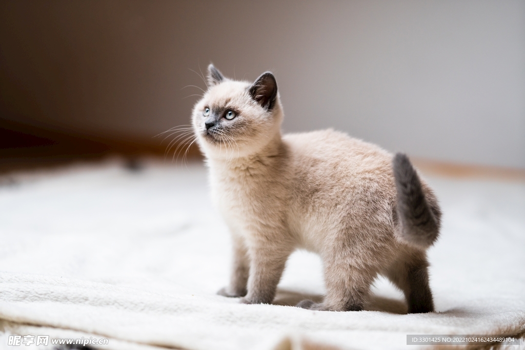 可爱的宠物猫 