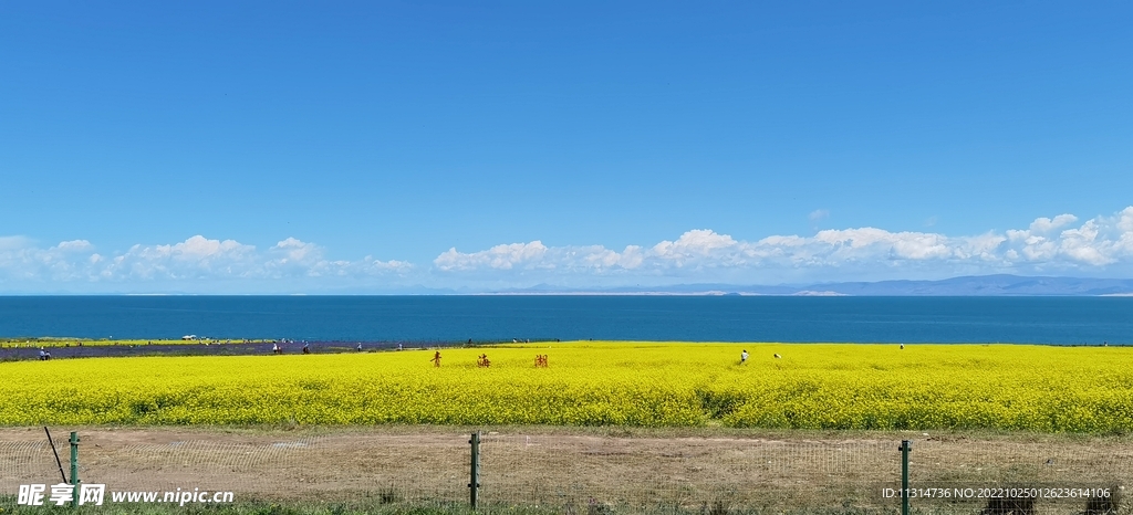 青海湖2油菜花