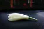 缅桂花