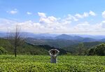 普洱茶山