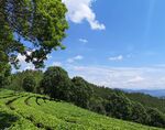 普洱茶山