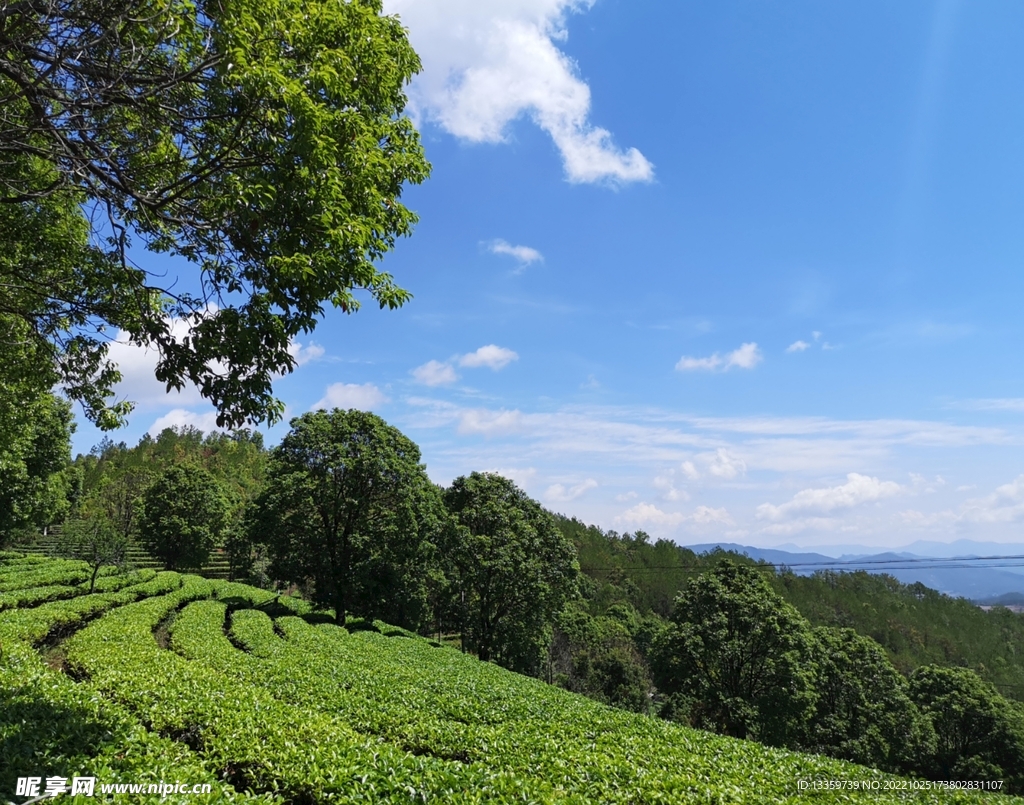 普洱茶山