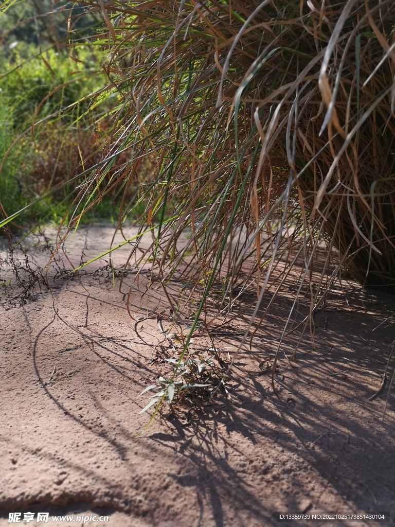 宁洱-景谷 小黑江边草丛沙地