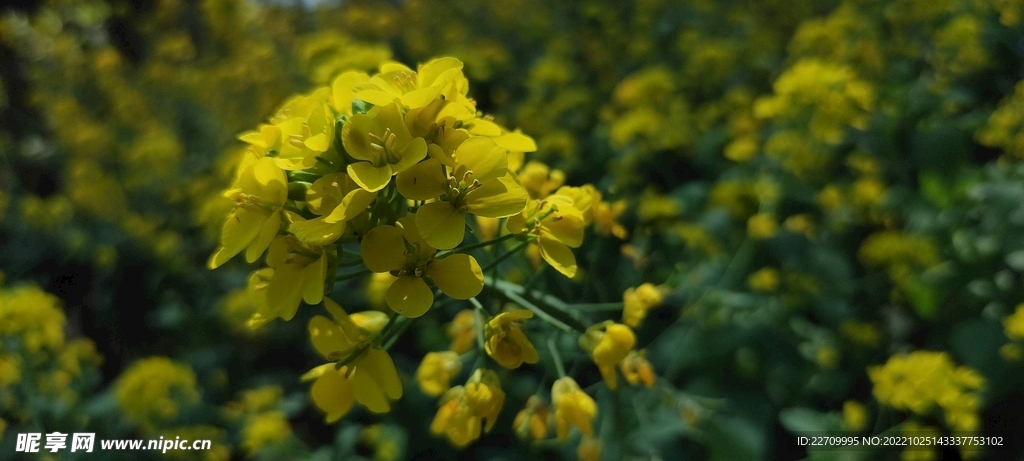 油菜花开 