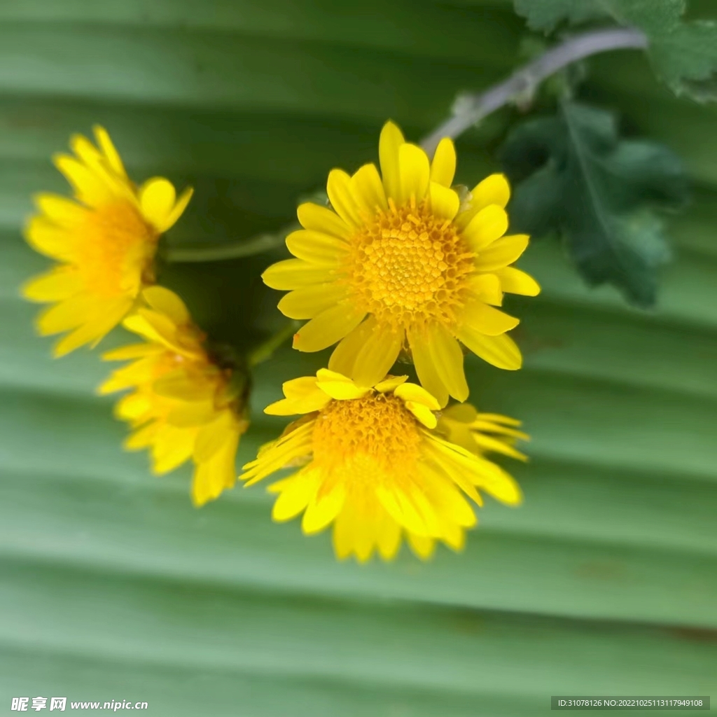 野菊花