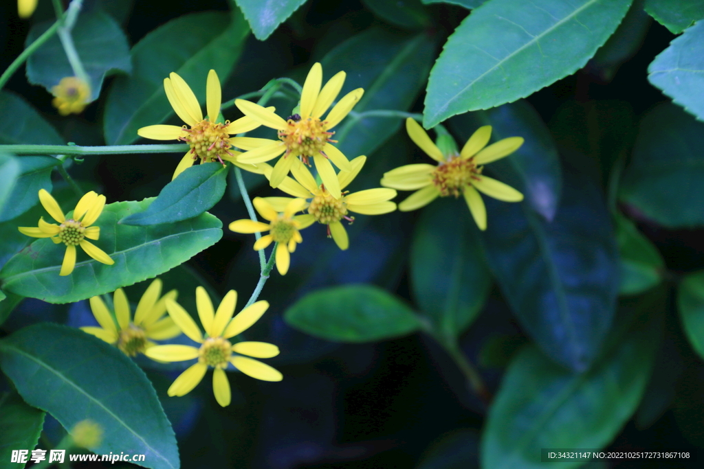 花