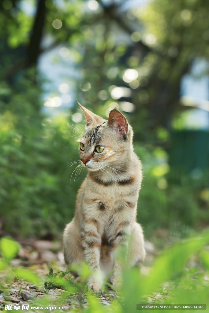 帅气的猫