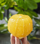 橙子