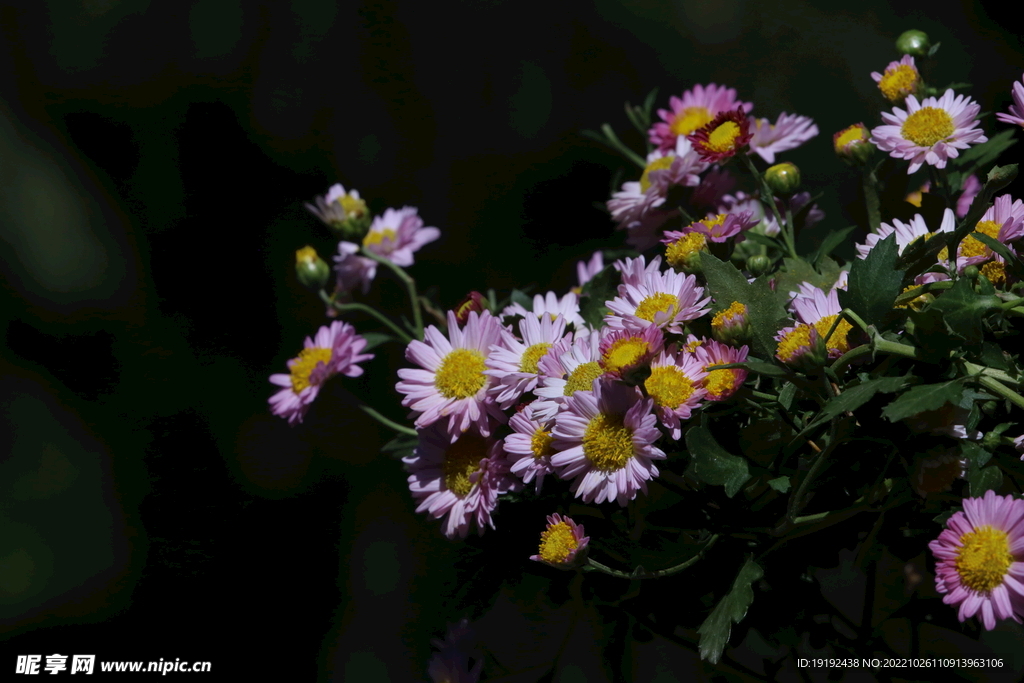 菊花  