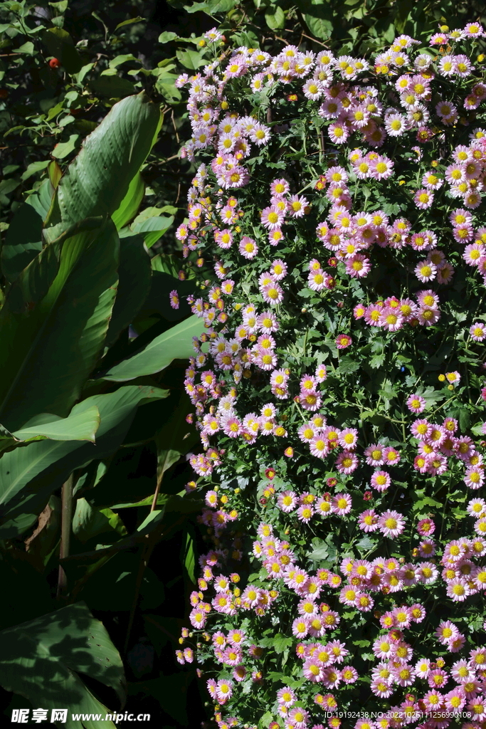 菊花 