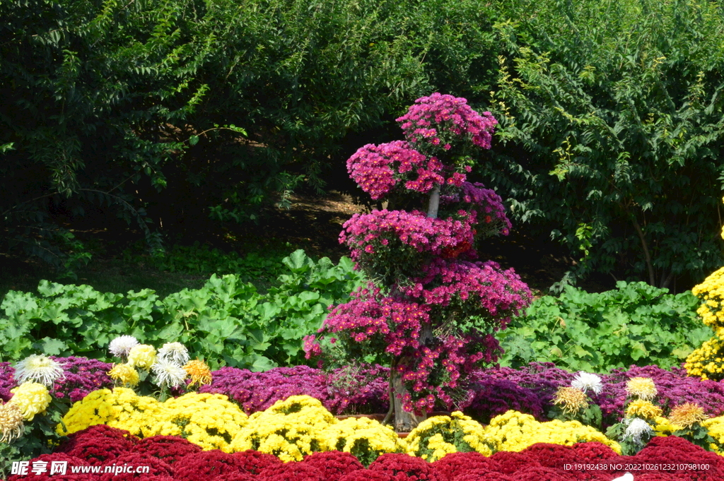 菊花  