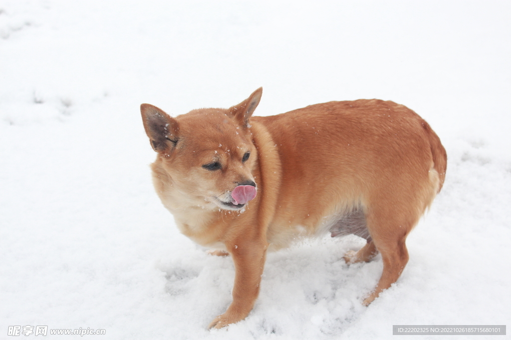 狗