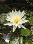 出水芙蓉
