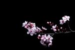 梅花花枝