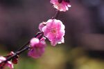 梅花