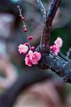 梅花