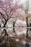 樱花怒放