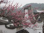 梅花