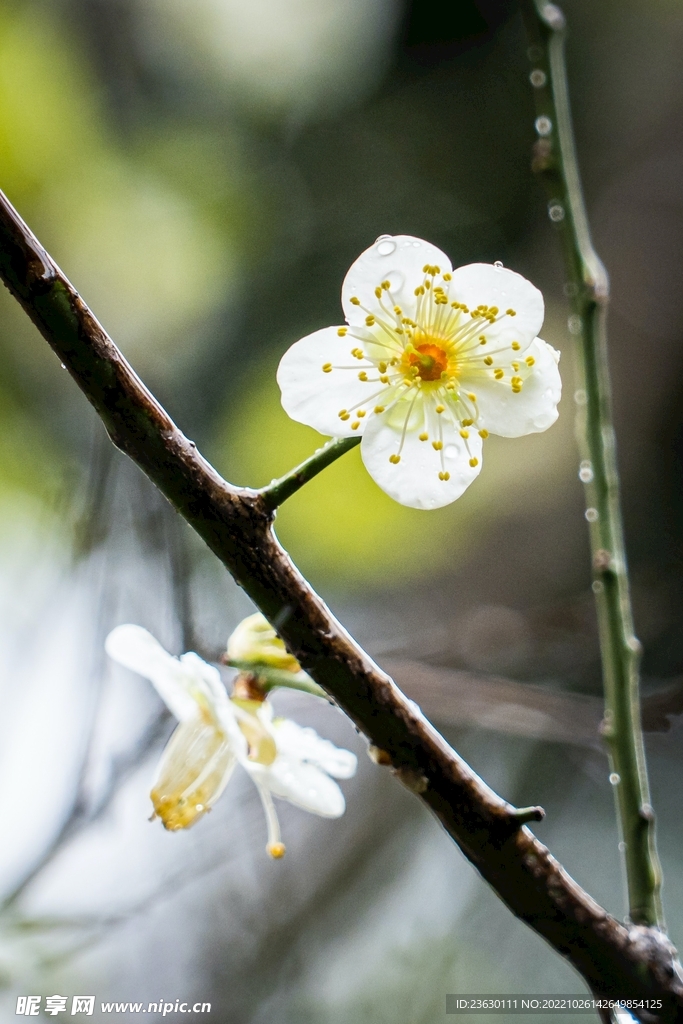 梅花