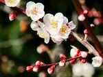 梅花