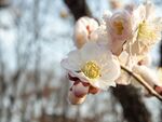 梅花