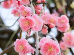 粉色梅花