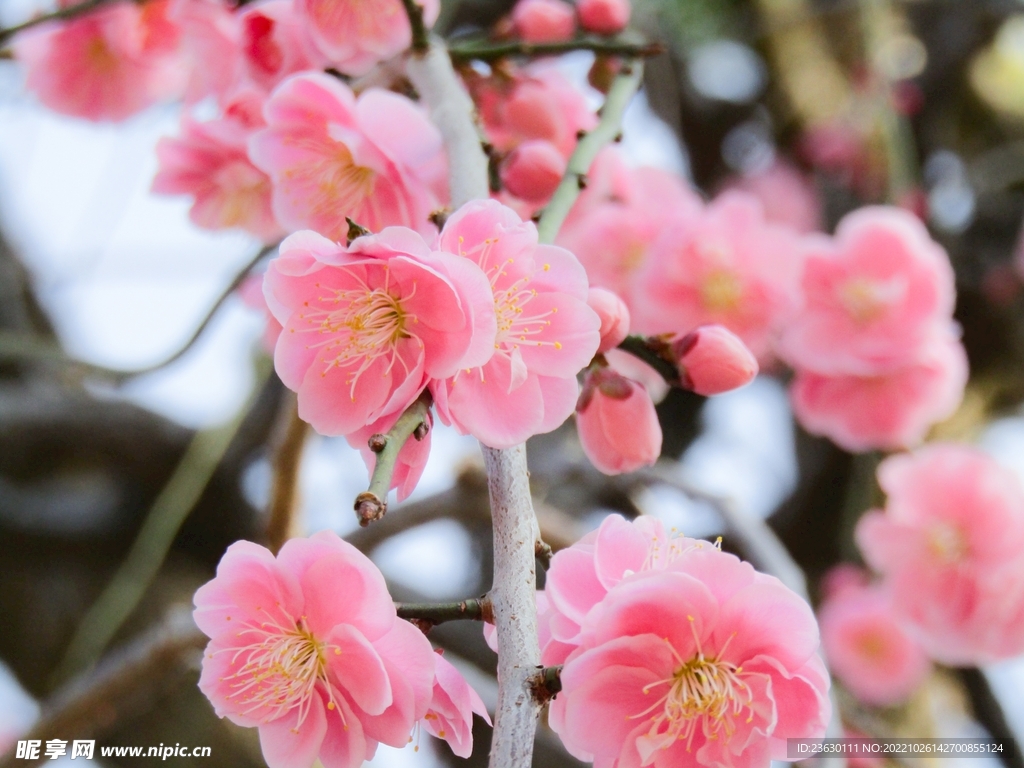 粉色梅花