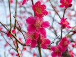 红色梅花