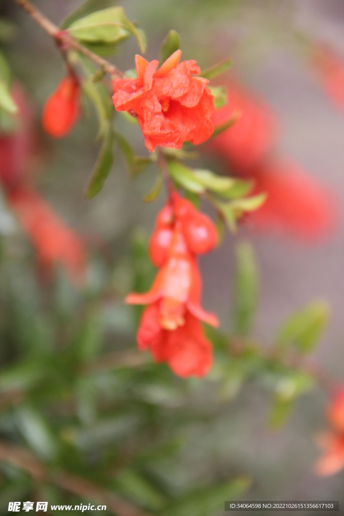 石榴花