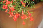 石榴花