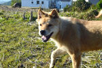 中华田园犬