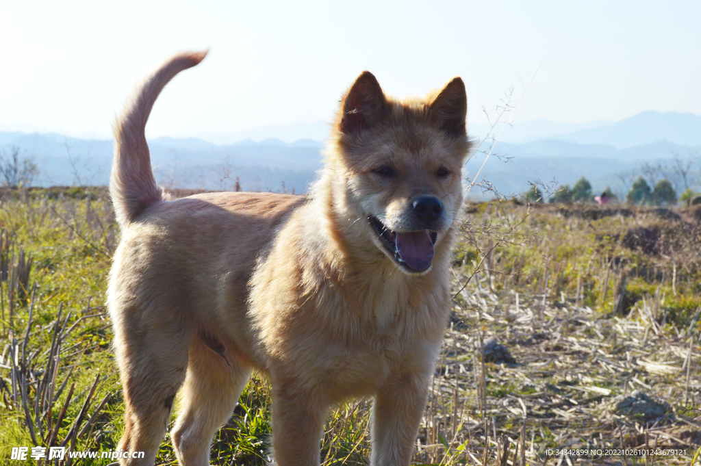 中华田园犬