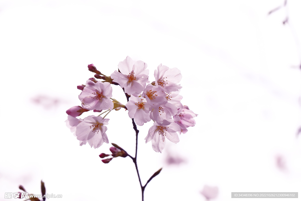 樱花
